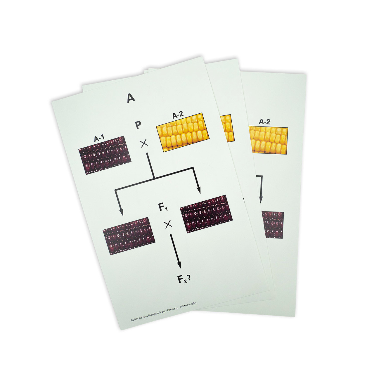 Mendelian genetics of corn kit answers