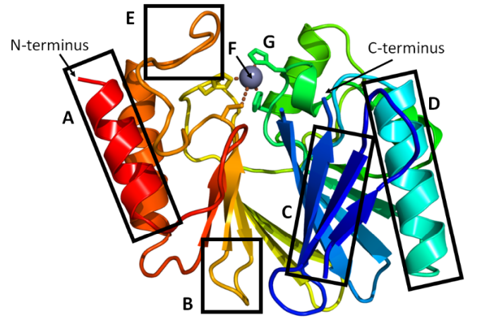 Proteins insulin polypeptide represent dimensional libretexts basics sections pageindex biological