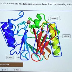 A ribbon diagram of a zinc metallo-beta-lactamase protein is shown