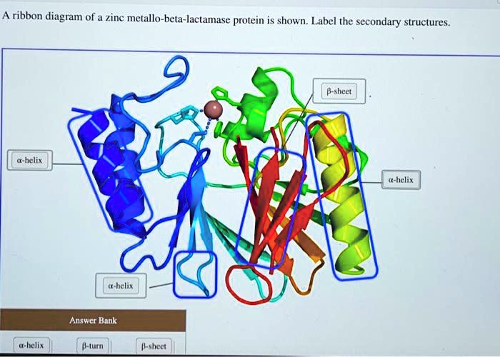 A ribbon diagram of a zinc metallo-beta-lactamase protein is shown