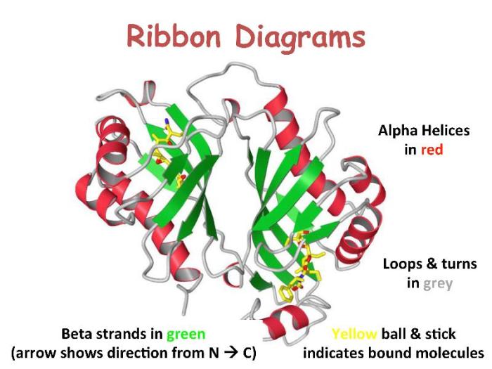 A ribbon diagram of a zinc metallo-beta-lactamase protein is shown