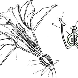 Flower structure and reproduction coloring answer key