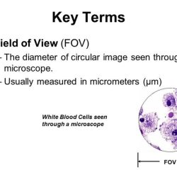 Calculating field of view microscope worksheet